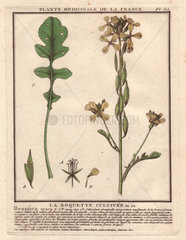 Rocket or arugula  single leaf  yellow flowers. La roquette cultivee (Brassica eruca)