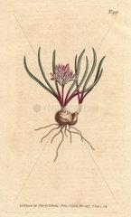 Cape Hyacinth  with bulb  scarlet leaves  and pale pink flowers. Polyzena corymbosa (Massonia corymbosa)
