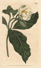Dwarf magnolia with white flowers  a native of China and Java. Magnolia coco (Magnolia pumila)