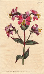 Virginian rhexia  with colorful pink and mauve flowers. Rhexia virginica