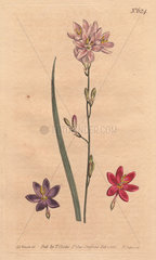 Flexuose ixia with examples of color varieties: pink  purple and scarlet. Ixia flexuosa