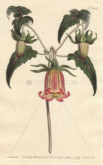 Canary bell-flower with pink veined yellow flowers drooping. Canarina campanula