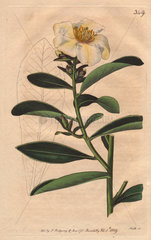Penang camellia (Pulo-Pinang camellia) white camellia with yellowish tinge to flower. Camellia axillaris
