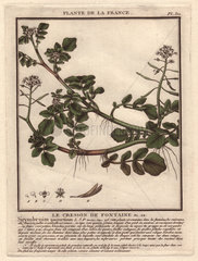Watercress or nasturtium (Rorippa nasturtium-aquaticum  Sisymbrium nasturtium-aquaticum  Nasturtium nasturtium-aquaticum).