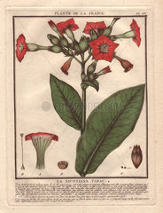 Tobacco  common tobacco  large scarlet flowers and large broad leaves La nicotiane tabac (Nicotiana tabacum)