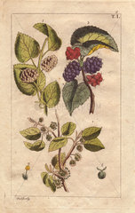 White and black mulberries  Morus alba  Morus nigra