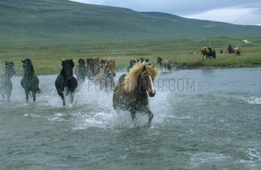 Pferde durchqueren Fluss