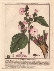 Marshmallow  Marsh Mallow  or Common Marshmallow with pink and white flowers (Althaea officinalis)  medicinal plant