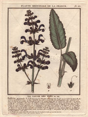 Salvia pratensis (Meadow Clary or Meadow Sage)