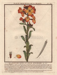 Orange  scarlet and yellow Aegean wallflower Erysimum cheiri (syn. Cheiranthus cheiri)