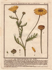 Corn marigold or corn daisy (Glebionis segetum) Le chrysantheme des bles (Chrysanthemum segetum)