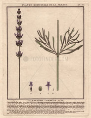 Purple-flowered lavender (Lavandula spica) Aromatic herb  used in herbalism and aromatherapy.