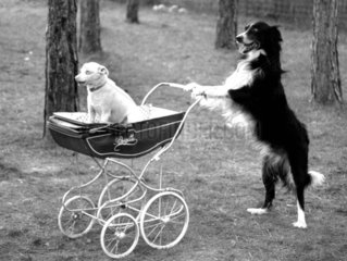 Hund faehrt Hund im Kinderwagen