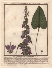 Nettle-leaved bellflower with purple flowers (Campanula trachelium) La campanule ganteleueLe