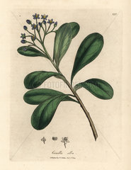 Blue-flowered  laurel-leaved canella  Canella alba  Canella winterana