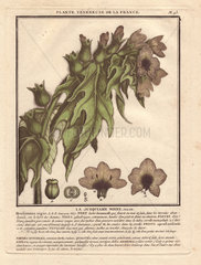 Henbane or stinking nightshade (Hyoscyamus niger)  poisonous plant. La jusquiame noire