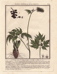 Baneberry or Herb Christopher (Actaea spicata or Actaea alba).