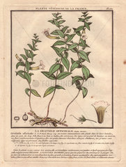 Common hedgehyssop or Herb of Grace La gratiole officinale (Gratiola officinalis)