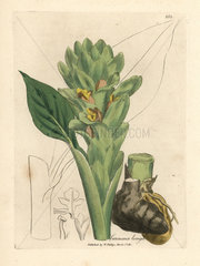 Long-rooted turmeric  Curcuma longa