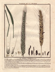 Rye grass (Secale cereale).