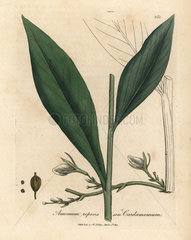 Cardamom  Elettaria cardamomum