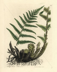 Male polypody fern  Polypodium filix mas