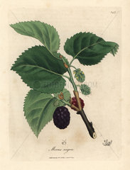Common mulberry tree  Morus nigra