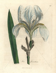 Florentine iris  Iris florentina