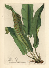 Harts-tongue fern  Asplenium scolopendrium