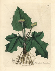 Roots  rhizome  leaves and flower of contrayerva  Dorstenia contrajerva