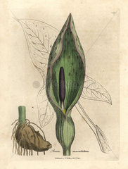 Common arum  Arum maculatum