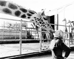 Giraffe kuesst Frau