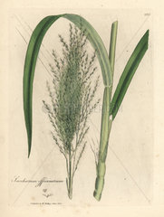 Common sugar cane  Saccharum officinarum