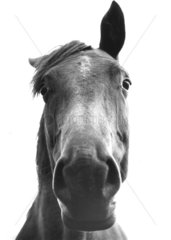 Pferd stellt ein Ohr auf