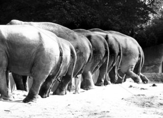Sechs Elefanten von hinten