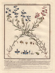Polygala vulgaris (Common Milkwort) with small pale blue flowers. Le laitier commun