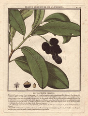 Prunus laurocerasus (Cherry laurel) with black cherries.