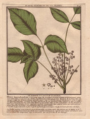 Poison ivy (Toxicodendron radicans) Le sumach a la puce ou a la gale (Rhus toxicodendron)