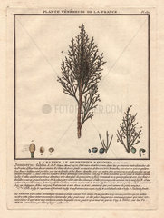Common juniper (Juniperus communis) with berries.
