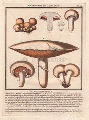 Field mushroom Agaricus campestris  Agaricus edulis