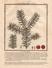 Common yew tree (Taxus baccifera).