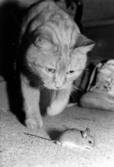 Katze jagd Maus
