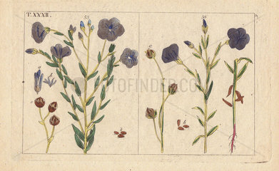 Blue flowered flax  Linum usitassimum