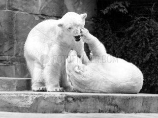 zwei Eisbaeren spielen im Zoo