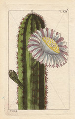 Peruvian cactus with large white flower  Cactus peruviana