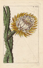 Cactus grandiflorus with large yellow flower