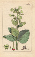 Wild tobacco plant with green flowers and leaves  Nicotiana rustica
