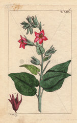 Tobacco plant with crimson flowers  Nicotiana fruticosa