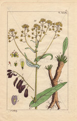 Yellow woad flower  seeds and root  Isatis tinctoria