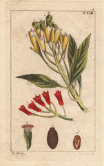 Yellow and red clove spice  Caryophyllus aromaticum